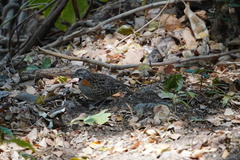 Turnix nigricollis