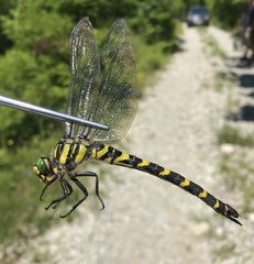 Cordulegaster picta