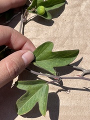 Passiflora suberosa litoralis