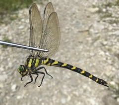 Cordulegaster picta