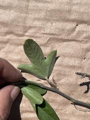 Passiflora suberosa litoralis