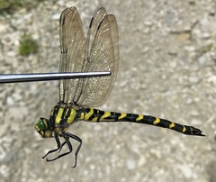 Cordulegaster picta