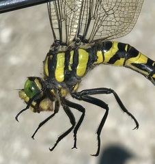 Cordulegaster picta