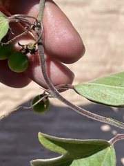 Passiflora suberosa litoralis