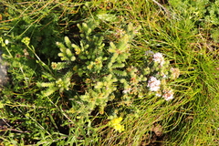 Agathosma ciliaris