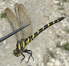 Cordulegaster picta