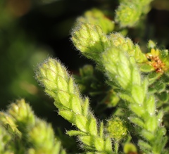 Agathosma ciliaris