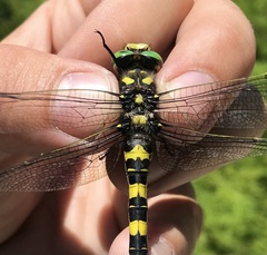 Cordulegaster picta