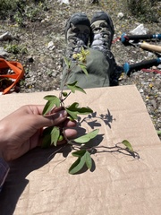 Passiflora suberosa litoralis