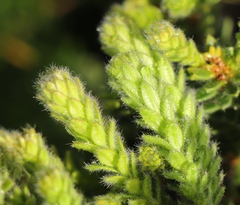 Agathosma ciliaris