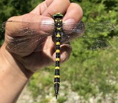 Cordulegaster picta
