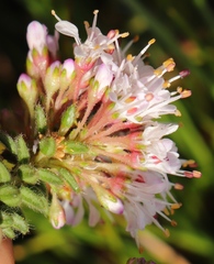 Agathosma ciliaris