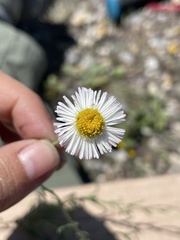 Erigeron pubescens