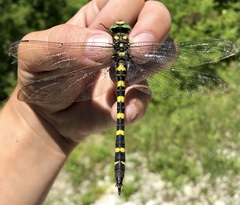 Cordulegaster picta