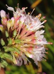 Agathosma ciliaris