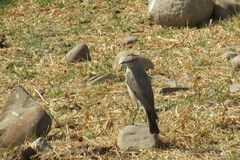 Muscisaxicola rufivertex