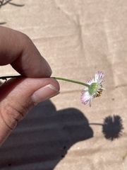 Erigeron pubescens