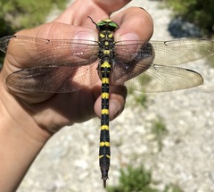 Cordulegaster picta