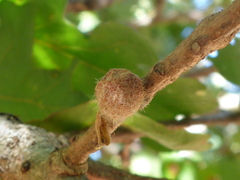 Burnettweldia washingtonensis