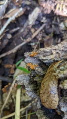 Hemitrichia serpula