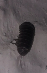 Armadillo officinalis