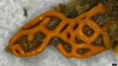 Hemitrichia serpula