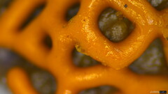 Hemitrichia serpula
