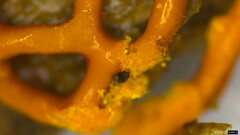 Hemitrichia serpula