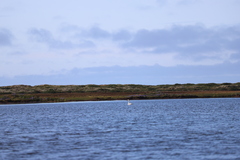 Cygnus columbianus bewickii