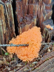 Tubifera ferruginosa