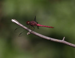 Orthemis discolor