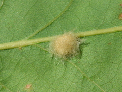 Druon fullawayi