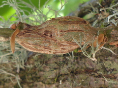 Callirhytis quercussuttoni