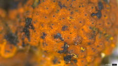 Hypoxylon