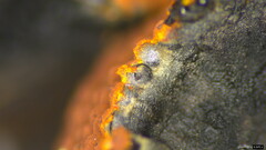 Hypoxylon