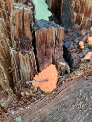 Tubifera ferruginosa