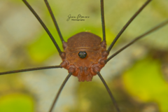 Sclerosomatidae