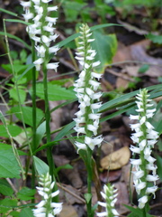 Spiranthes odorata