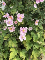 Eriocapitella hupehensis