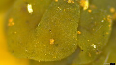 Leotia lubrica