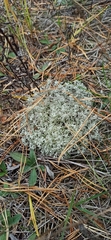 Cladonia rangiformis