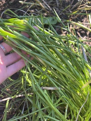 Allium schoenoprasum