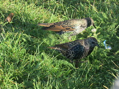 Sturnus vulgaris