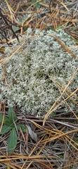 Cladonia rangiformis