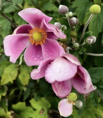 Eriocapitella hupehensis