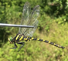 Cordulegaster picta