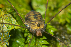 Sclerosomatidae