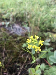 Erysimum cheiranthoides