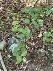 Hamamelis