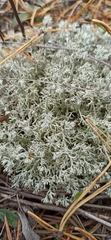 Cladonia rangiformis